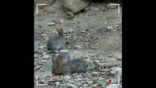 3 coelhos irm&atilde;os juvenis a partilhar uma cenourinha...