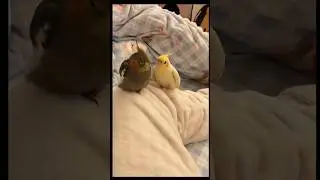 This parrot is teaching its companion to sing. #birds #parrot #parrots #pets #shorts