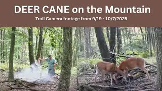 Deer Cane on the mountain