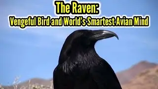 The Raven: Vengeful Bird and World's Smartest Avian Mind