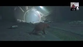 Celtsfan1988's Live Stray Stream #1