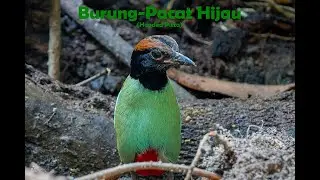 Memburung di Malaysia - Burung-pacat Hijau - Melompat macam Puchong