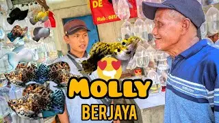 Molly Fish Price Update!! Parung Ornamental Fish Market