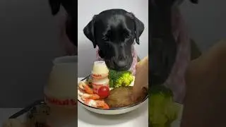 Homemade dog food- 🐱🐈Healthy homemade dog food #dogsfood #fooddog #shorts #dog