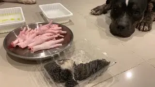 Pit Bulls 1st time eat RAW Green tripe [ASMR] | BARF | MUKBANG