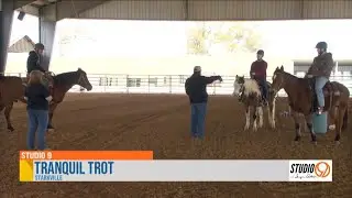 Equine therapy at MSU offers relief for veterans and more