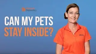 Can Pets Stay Inside During an Absolute Domestics House Cleaning Service?
