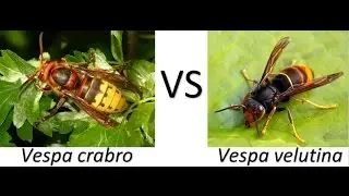 Vespa velutina VS Vespa crabro (Avisp&oacute;n asi&aacute;tico VS europeo) | Asian wasp VS European wasp