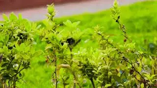 Wildlife photography / canon 250d / whit 200mm lens tamron.Video 4k 30 fps, manuel focus.