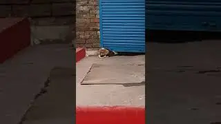 Effort Never Fails