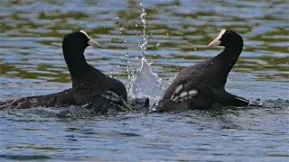 Epischer Kampf zwischen Bl&auml;ssh&uuml;hnern (Teil 2) / Dramatic fight between eurasian coots (Part 2)