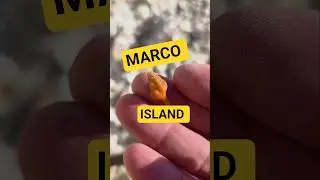 Ракушки ручной работы на острове Марко 🌴 #ракушки #островМарко