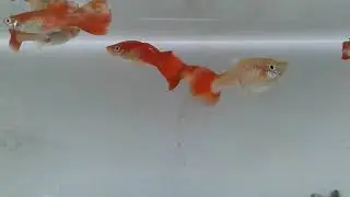 red blonde guppy