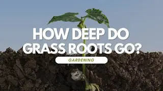 How Deep Do Grass Roots Go?