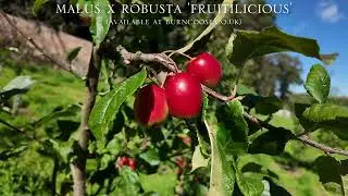 Fruiting Malus in the Caerhays Collection