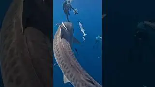 Tiger Shark Body Language: How to Stay Calm & Redirect with Ease! 🧘&zwj;♂️🦈
