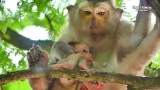 Billion😂 Heartbreaking😂 monkey Mekala trying to trap and drag baby Brenly 😂crying badly