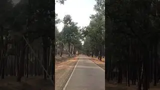 NETARHAT SUNSET POINT ROAD VIEW