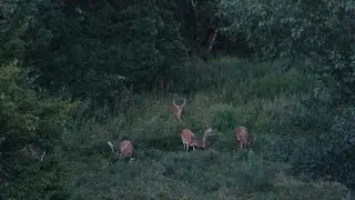 Damhirsche Fallow Deer Falkensee Brandenburg near Berlin Spandau July 18, 2024 Alfred Georg Sonsalla