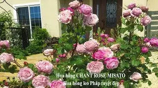 Hoa hồng CHANT ROSE MISATO | Hoa hồng leo Ph&aacute;p tuyệt đẹp