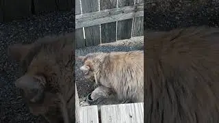 Kitty Investigates A Hole