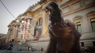 Westminster Dog Show: Afghan Hound at the MET