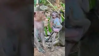 Monkey love