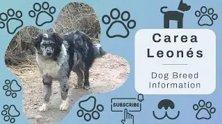 Meet the Carea Leon&eacute;s: Spain's Remarkable Herding Dog | Full Breed Guide