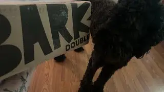 Opals July Bark Box 📦 🐶 Unboxing