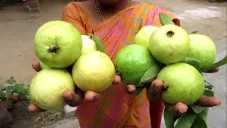 Farm Fresh GUAVA in My Village | Making GUAVA JUICE | VILLAGE FOOD