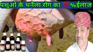 100% cure for Mastitis problem in cattle/Mestitis problem solution in cattle