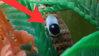 A Stop motion Animation : the Healing Frog