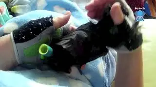 Orphan flying-fox daily life clips:  this is Chewie