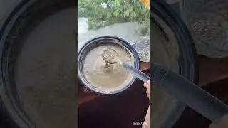 hemp seeds chutney simple and teasty Summer style food