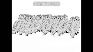 ... Poor owl:( (the owl accident in ntt..) feat:Tyto javanica owl