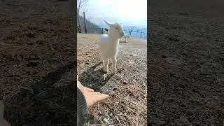 The little goat is going to fight #goat #babylamb #cuteanimal #cutefarmanimal #cutegoat #cute