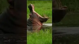 How To Survive Against These 5 Predators! #animals #shorts