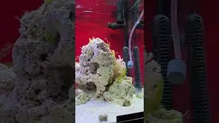 New fish addition adding my my reef tank.