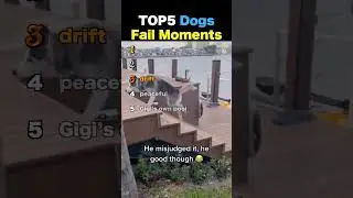 TOP5 Dogs Fail Moments