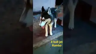 e bull jet dog&hearts;️