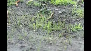 grass growing time-lapse