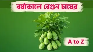 বর্ষাকালে বেগুন চাষ পদ্ধতি 🌧️ | রোগ-বালাই ১০০% দমন + আধুনিক টিপস | Brinjal Cultivation