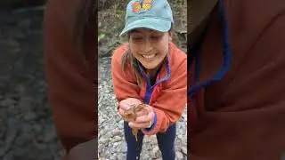 Handful of Newts!