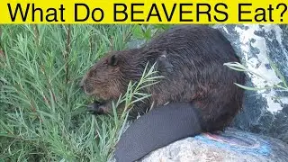 What Do Beavers Eat?