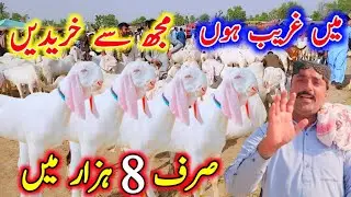 میں غریب ہوں مجھ سے خریدیں صرف 8 ہزار میں January 17, 2026 ویڈیو حقیقت پر مبنی ہے 