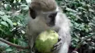 Baby Bajan Green Monkey