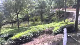Munar tea plants