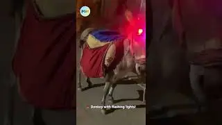 DONKEY PATROL 🚨 Flashing lights on head 😂
