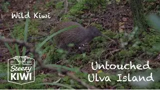 Exploring Ulva Island (wild Kiwi and many other birds)