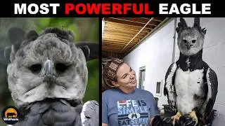 HARPY EAGLE: The Most Powerful Eagle on Earth